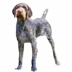 Ein Deutsch Stichelhaar Drahthaar Hund mit struppigem Fell und Bart. Der Unterschied liegt im Fell, aber beide sind tolle Jagdhunde.