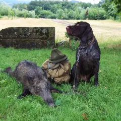 Deutsch Drahthaar Jagd: Ein Hund sitzt neben einem erlegten Wildschwein und Jagdausrüstung im Gras.