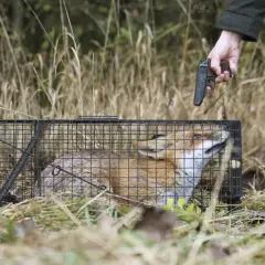 Ein Mann zielt mit einer Pistole auf einen gefangenen Fuchs in einem Käfig. Der Fuchs schaut ängstlich nach oben.