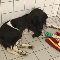 Ein Hund mit Infusion liegt auf einer Decke. Die Wahrscheinlichkeit für das Aujeszky-Virus ist gering, aber die Behandlung ist wichtig.