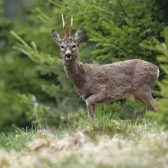 Ein Rehbock mit ungewöhnlichem Geweih steht im Wald.