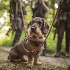 Ein Rauhaardackel mit Halsband und Leine, bereit für die Jagd. Jagdhund Zubehör ist hier im Einsatz.