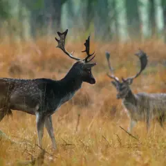 Zwei Damwild-Hirsche mit prächtigem Geweih stehen im hohen, goldenen Gras. Einer im Vordergrund, der andere unscharf im Hintergrund.