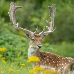 Prachtvoller Damhirsch mit imposantem Geweih, bereit für die Brunftzeit.