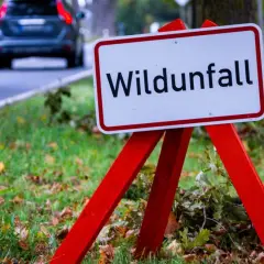 Warnschild "Wildunfall" am Straßenrand. Ein Auto fährt vorbei. Was tun bei einem Wildunfall? Vorsicht ist geboten.