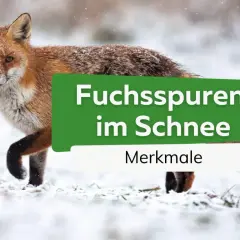 Ein Rotfuchs steht im Schnee. Seine Spuren sind im weißen Untergrund zu sehen.