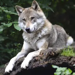 Ein Wolf ruht auf einem Baumstamm, die Augen wachsam. Die Rückkehr der Wölfe nach Deutschland ist ein Zeichen für eine gesunde Natur.