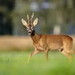 Ein Rehbock mit Geweih schreitet durch grünes Gras. Er ist ein typisches Beispiel dafür, was ist ein Bock in der Natur.