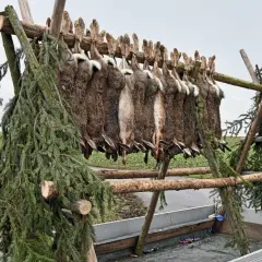 Hasen hängen an einem Holzgestell, ein Zeichen für eine erfolgreiche Treiber Jagd. Tannenzweige schmücken die Szene.