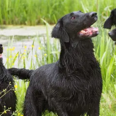 Drei nasse Flat Coated Retriever im Schilf. Hoffentlich sind sie gesund und haben keine Flat Coated Retriever Krankheiten.