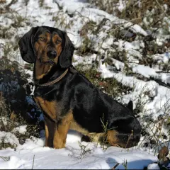 Ein Tiroler Bracke rot sitzt im Schnee.