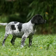 Ein junger Epagneul Breton mit gesprenkeltem Fell und schwarzem Kopf steht auf einer grünen Wiese. Sein aufmerksames Wesen spiegelt das typische Epagneul Breton Temperament wider.