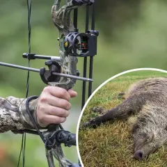 Bogenjagd Deutschland: Ein Jäger zielt mit einem Compoundbogen auf ein Wildschwein, das auf dem Gras liegt.