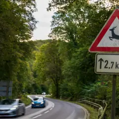 Achtung Wildwechsel! Ein Reh angefahren was tun? Dieses Schild warnt vor Wild auf der Straße. Vorsicht ist geboten, besonders in der Dämmerung.