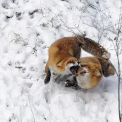 Zwei rotfüchse im winterlichen Schnee, die spielerisch miteinander raufen und ihre Zähne zeigen.