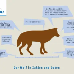 Ein Wolf kann 45-50 km/h schnell rennen. Die Grafik zeigt einen Wolf mit Daten zu seinen Sinnen und Körpermaßen.