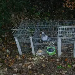 Ein Vogel sitzt in einer Metallfalle. Die schwanenhals falle erlaubt, dass Tiere hineingehen, aber nicht mehr heraus.
