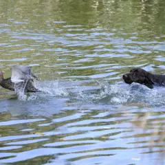 Ein Hund schwimmt im Wasser, während eine Ente davonfliegt. Die Szene erinnert an eine "enten jagd".