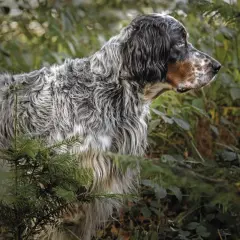 Ein English Setter, eine der eleganten englischen Jagdhunderassen, steht aufmerksam im Wald.