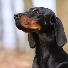 Ein schwarzer Tiroler Bracke mit braunen Abzeichen blickt aufmerksam in die Ferne.
