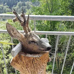 Ein präparierter Bock im Bast ruht auf einem Baumstumpf. Hinter ihm erstreckt sich eine grüne Waldlandschaft.