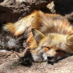 Ein **ranz fuchs** schläft friedlich im Erdreich, sein buschiger Schwanz eingerollt.