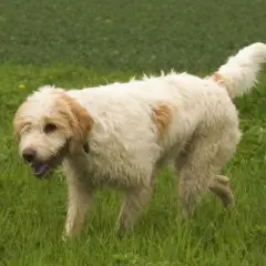 Ein flauschiger Griffon Jagdhund mit hellbraunen Flecken läuft fröhlich über eine grüne Wiese.
