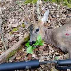 Ein erlegtes Reh mit Geweih liegt im Laub. Der Jäger hat das Mindestkaliber Rehwild erlegt.