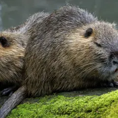 Zwei Nutrias ruhen auf einem moosbewachsenen Baumstamm am Wasser. Sie scheinen aufmerksam, vielleicht auf der Suche nach Nahrung, was an nutria jagen erinnert.