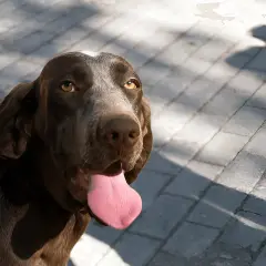 Ein brauner spanischer Pointer mit weit herausgestreckter Zunge blickt erwartungsvoll in die Kamera.