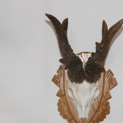 Ein prächtiges Rehbockgeweih, vielleicht ein zukünftiger weltrekord rehbock, auf einem geschnitzten Holzschild an einer weißen Wand.