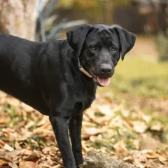 Ein schwarzer, alter Jagdhund steht im Herbstlaub.