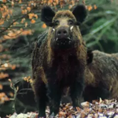 Zwei Wildschweine im Wald. Das vordere Tier blickt direkt in die Kamera. Man kann die Borsten und die Hauer gut erkennen.
