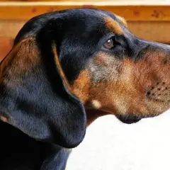 Ein braun-schwarzer Bracken Hund mit aufmerksamen Augen und hängenden Ohren blickt nach rechts.