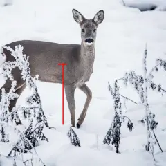 Ein Reh im Schnee, markiert für einen Blattschuss.