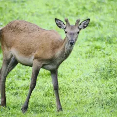 Ein junges Rotwild steht auf einer grünen Wiese und blickt neugierig in die Kamera.