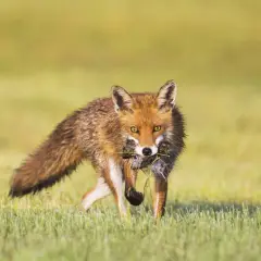 Ein Fuchs mit Beute im Maul, der durch hohes Gras läuft. Man sieht, wann der Fuchs jagt, wenn er erfolgreich ist.