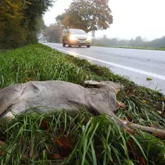 Ein angefahrenes Reh liegt im Gras neben einer nassen Straße. Autos fahren vorbei, eines davon mit eingeschalteten Scheinwerfern.