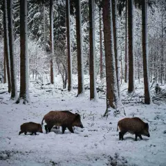 Wildschweine durchstreifen den verschneiten Wald in NRW. Die Jagdzeit ist in vollem Gange, doch die Tiere sind gut getarnt.