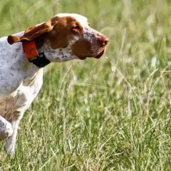 Ein weiß-brauner Bracco Hund mit orangefarbenem Halsband läuft durch hohes Gras.