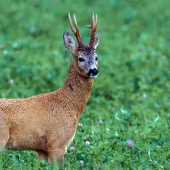 Ein kapitaler Bock steht im grünen Klee.