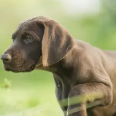 Brauner Welpe einer der Schweisshunde Rassen, mit grünen Augen, steht im Gras.