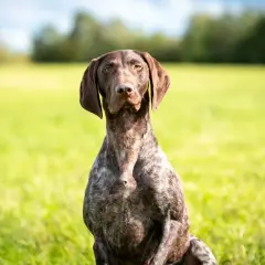 Ein Deutsch Kurzhaar sitzt auf einer grünen Wiese, bereit für die Jagd.