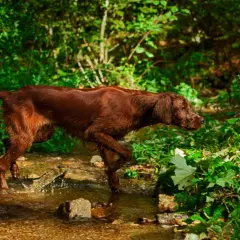 Brauner deutscher Wachtelhund durchquert Bachlauf im Wald, bereit für die Jagd.