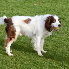 Ein English Springer Spaniel mit braunen Flecken und einem Ball im Maul steht auf einer grünen Wiese. Tolle Erfahrungen mit dieser Rasse sind garantiert!