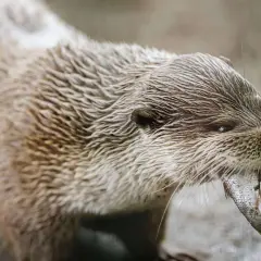 Fischotter in Bayern, der sein Jagdrecht mit einem Fisch in den Zähnen ausübt.