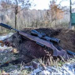Ein erlegtes Wildschwein liegt im Gras, daneben eine Büchse mit Zielfernrohr. Die 6.5 Creedmoor eignet sich gut für solches Wild.