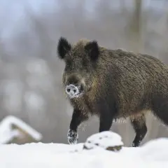 Ein riesen wildschwein stapft durch den Schnee, die Schnauze mit Reif bedeckt.