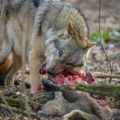 Ein Wolf frisst ein erlegtes Wildschwein im Wald. Die Szene zeigt die rohe Natur.