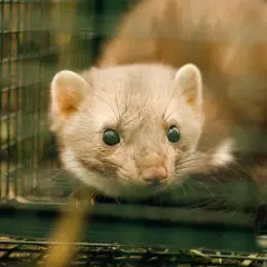 Ein Marder in einer Falle, die Gerüche neutralisieren soll. Sein Blick ist neugierig, aber auch etwas ängstlich.